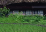 新緑の田より2007.7掲載